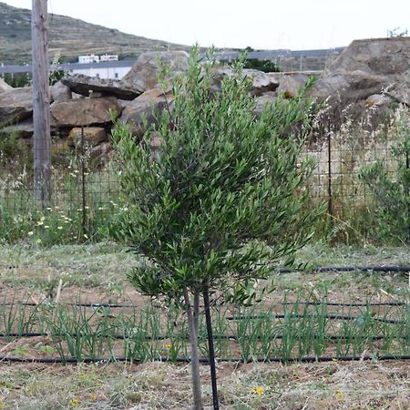 Ktima Panagia Lejlighed Glinado Naxos Eksteriør billede